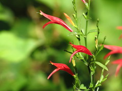 Dicliptera sexangularis