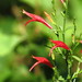 Sixangle Foldwing - Photo (c) John Brush, some rights reserved (CC BY-NC)