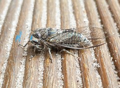 Physeema labyrinthica