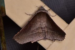 Oenochroma vetustaria