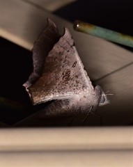 Oenochroma vetustaria