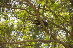 Cercopithecus mitis stuhlmanni