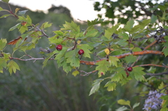 Crataegus dsungarica