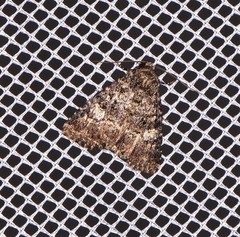 Condica macrosema