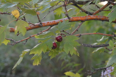 Crataegus dsungarica