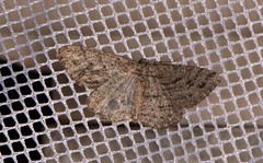 Zermizinga sinuata