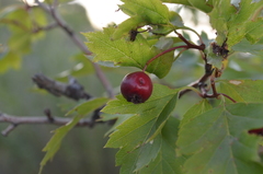 Crataegus dsungarica