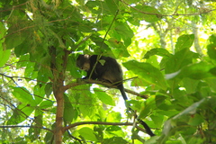 Cercopithecus mitis stuhlmanni