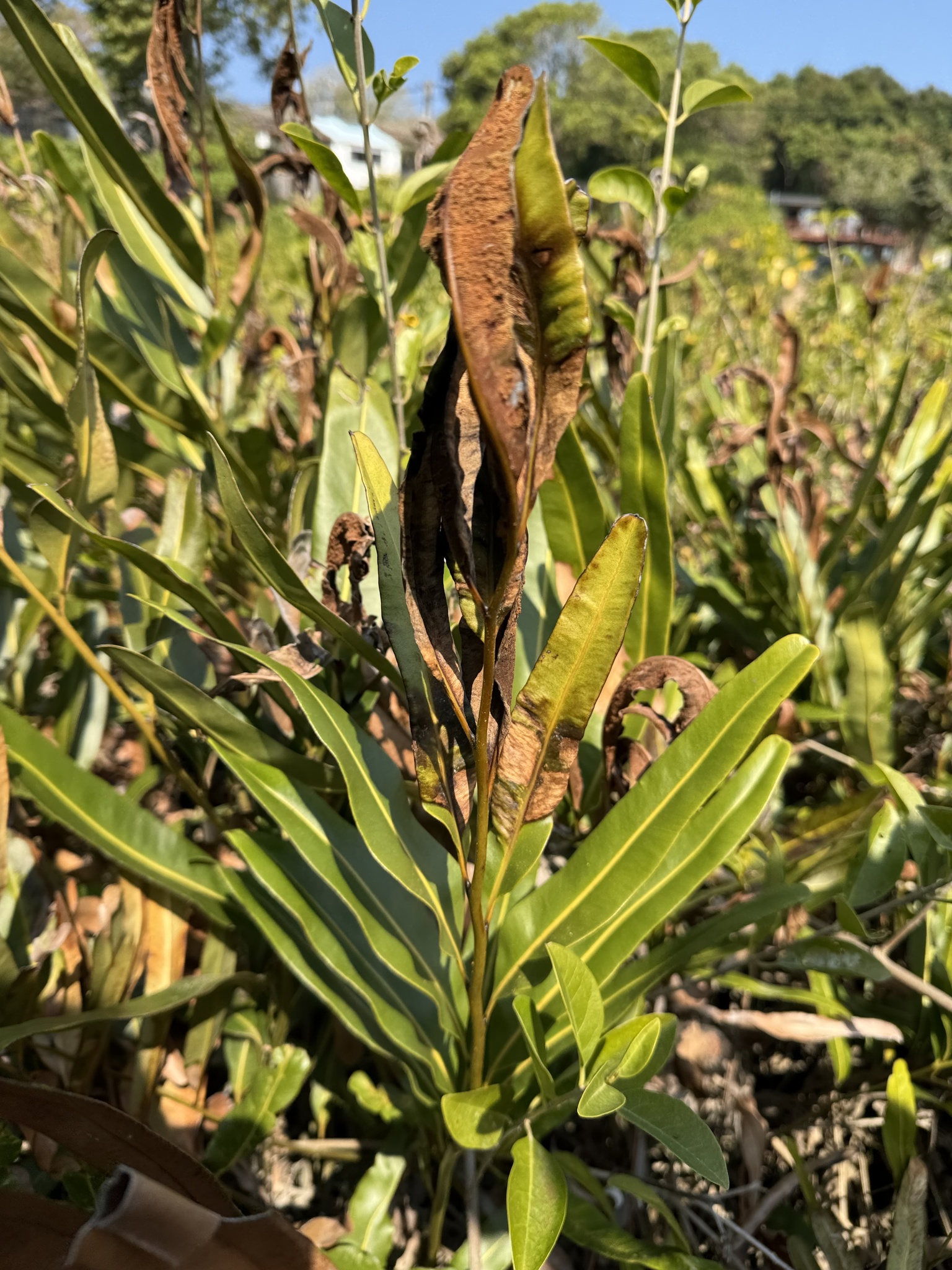 Imagem de samambaia-do-mangue