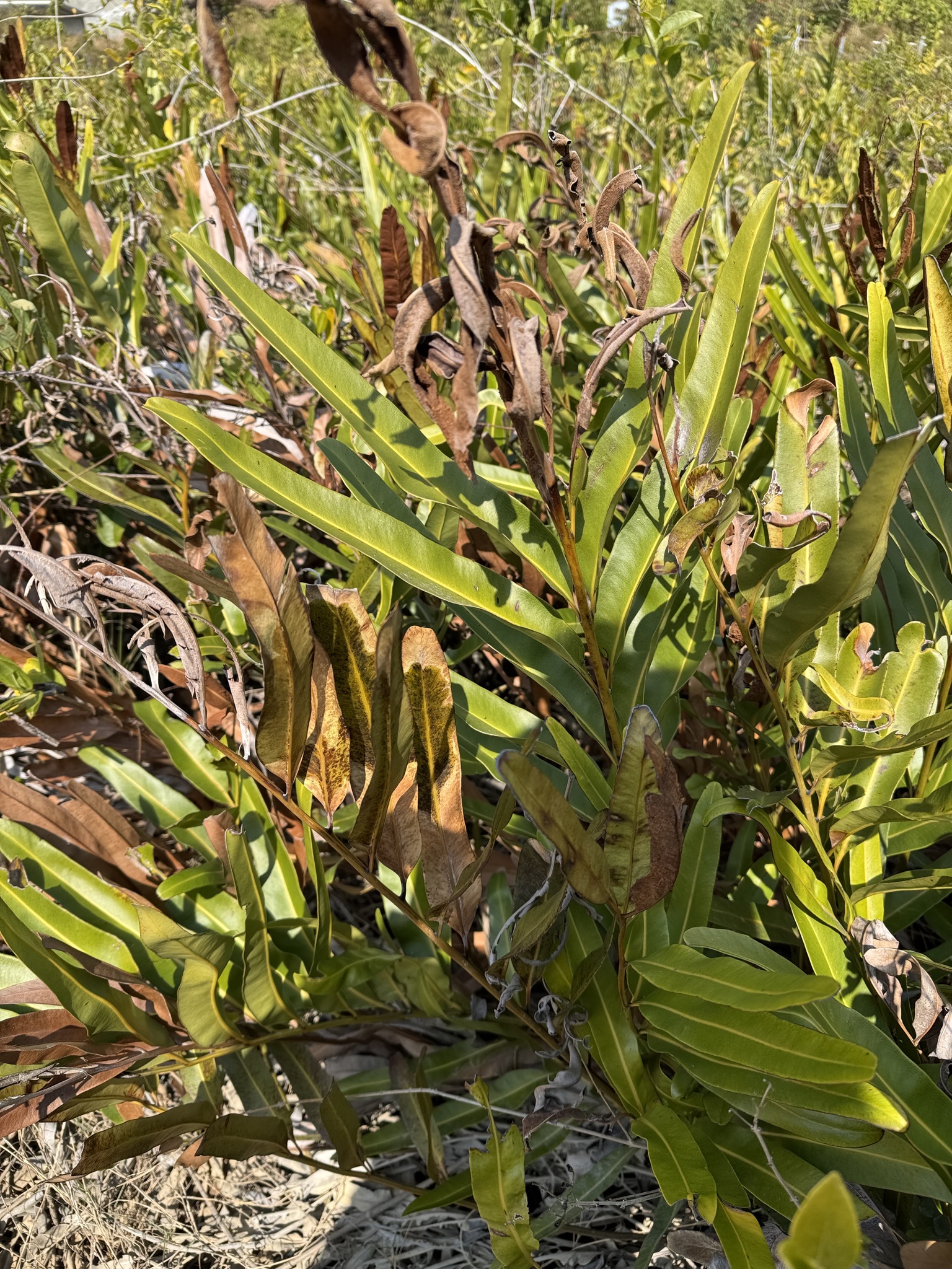Imagem de samambaia-do-mangue