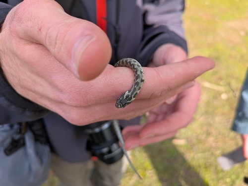 Viperine Snake