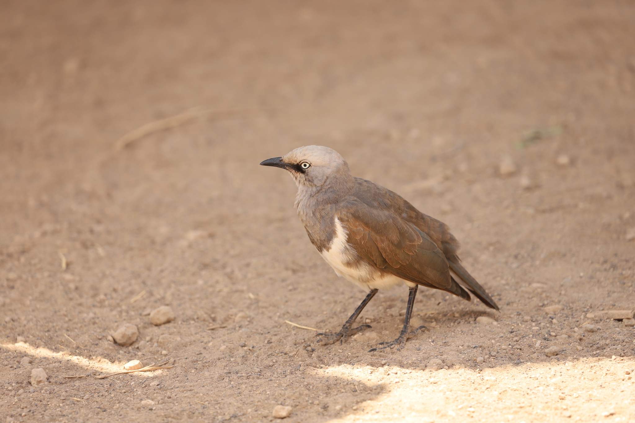 Fischer's Starling (Lamprotornis fischeri), photo 5