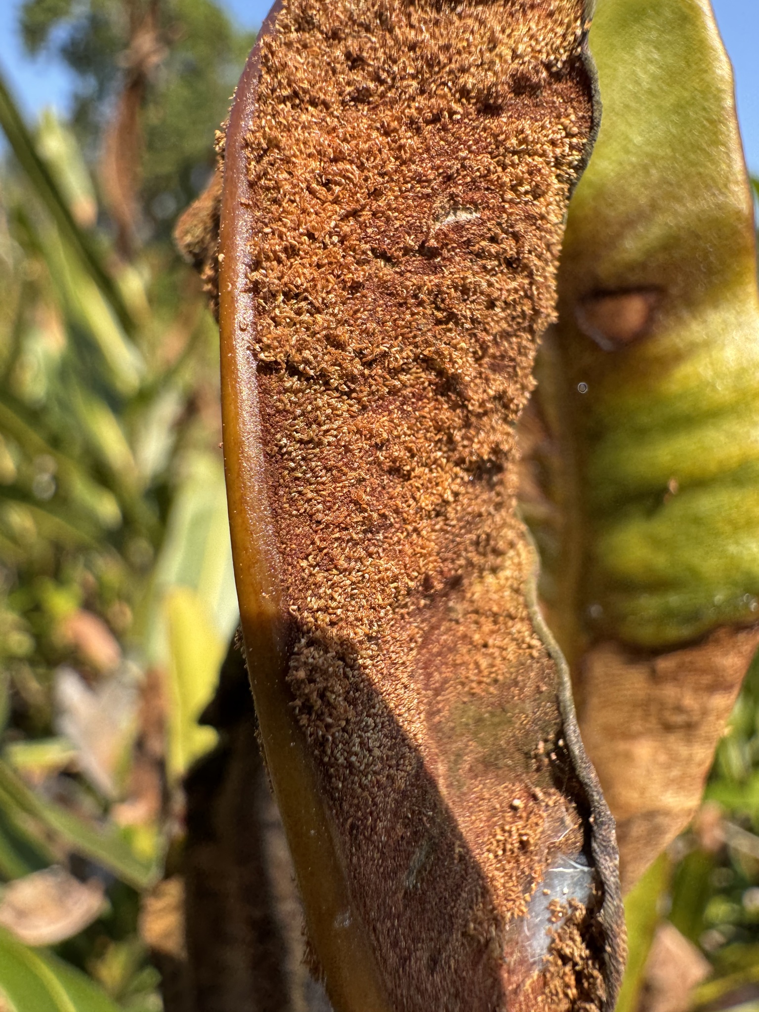 Imagem de samambaia-do-mangue