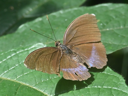Common Blue-banded Forester