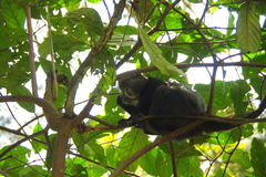 Cercopithecus mitis stuhlmanni