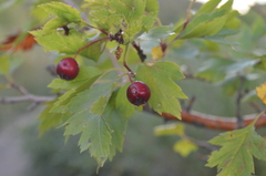 Crataegus dsungarica