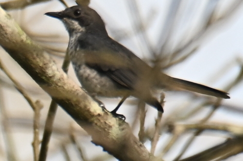 African Forest-Flycatcher
