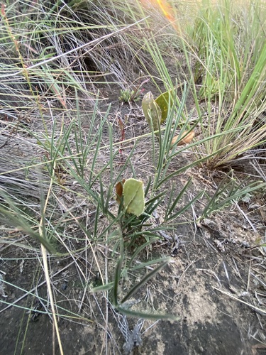 Orange Hoarypea