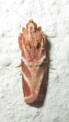 Trachypteryx rhodoxantha