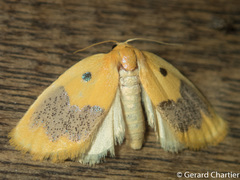Cyclomilta cambodiaca
