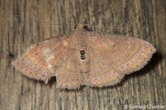 Homodes bracteigutta