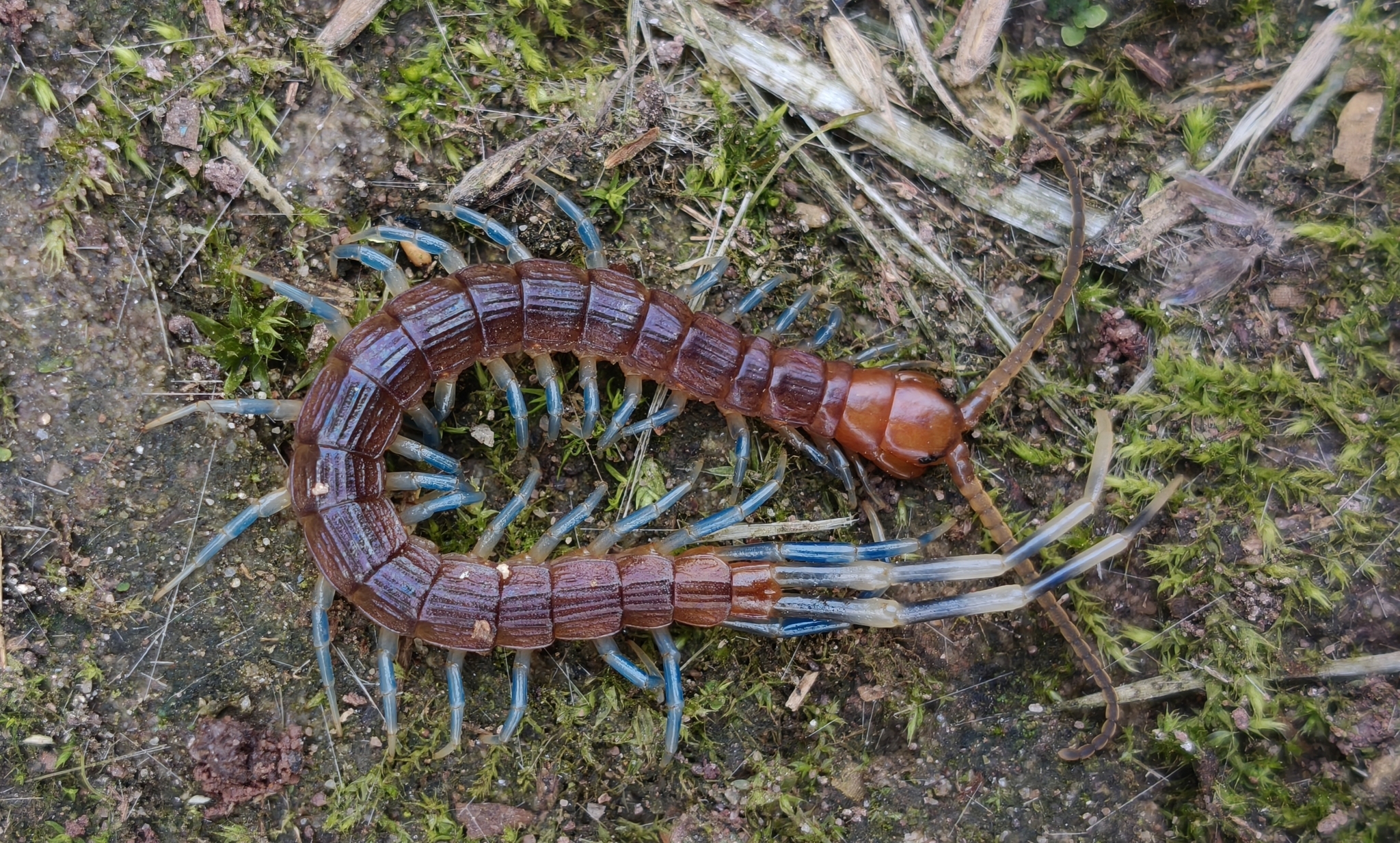 Otostigmus scaber Porat, 1876
