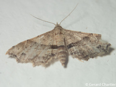 Hypenagonia