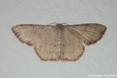 Idaea craspedota