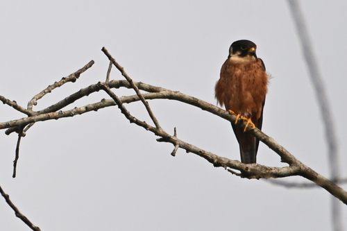 African Hobby