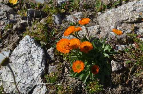 Erigeron aurantiacus Regel