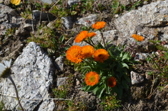 Erigeron aurantiacus