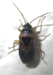 Stilbocoris
