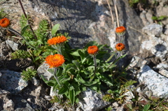 Erigeron aurantiacus