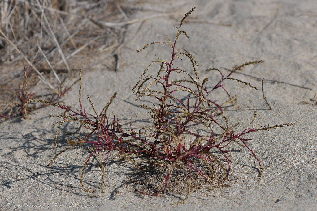 Corispermum tylocarpum