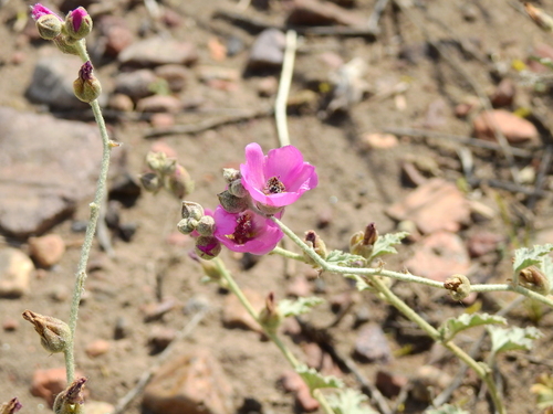 Sphaeralcea mendocina, photograph 3