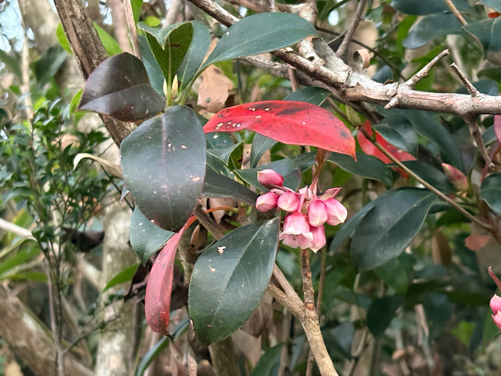 Trợ hoa – Enkianthus quinqueflorus