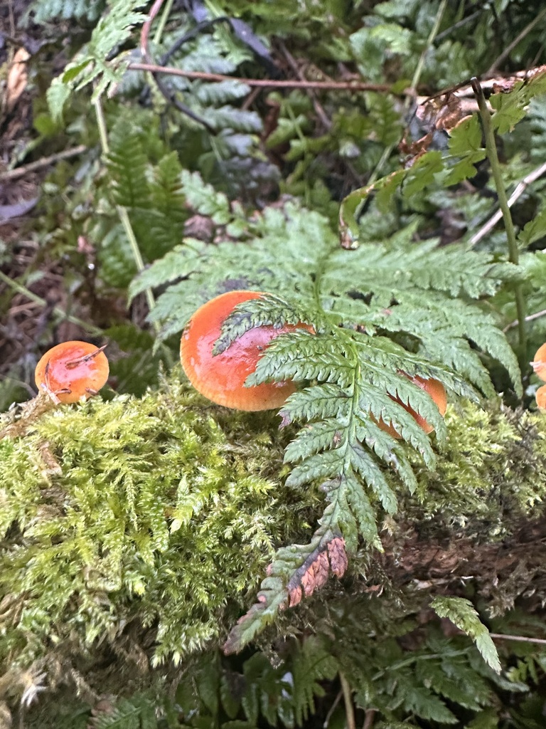 Flammulina · January 2026 · photo: © abbie_ferrar (iNaturalist, cc0)