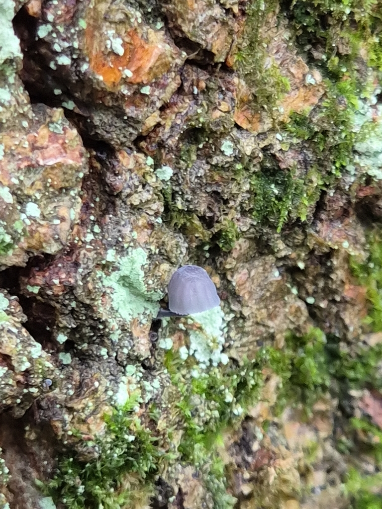 Mycena pseudocorticola · January 2026 · photo: © mattnewnham (iNaturalist, cc0)