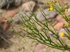 Senna aphylla, photograph (c) Guillermo Debandi, some rights reserved (CC BY)