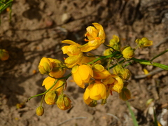 Senna aphylla