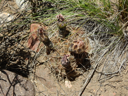 Gymnocalycium striglianum