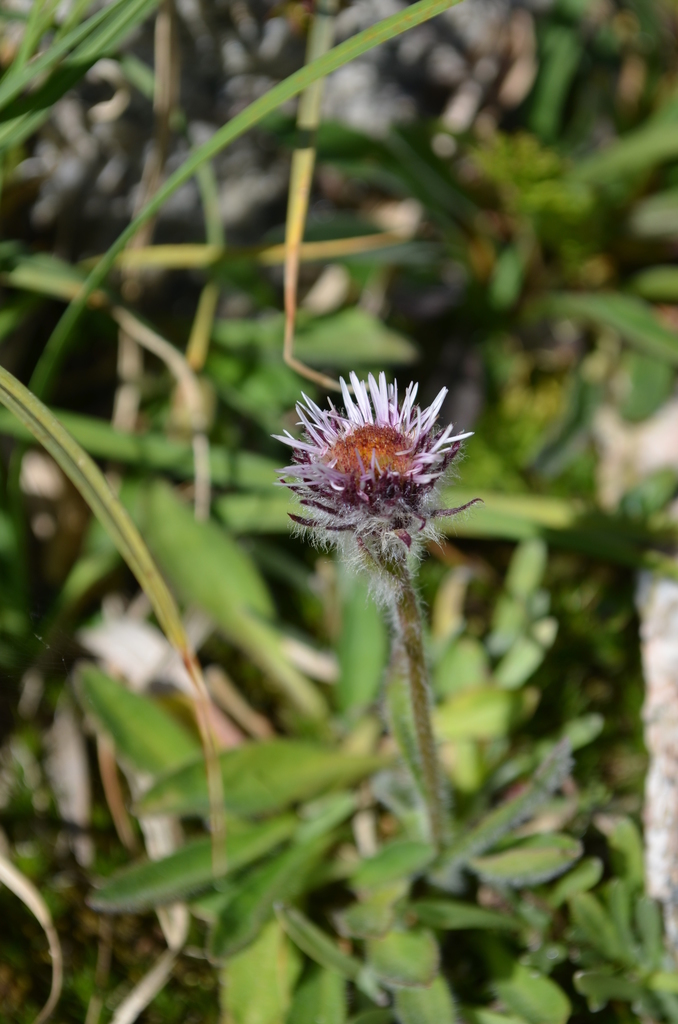 Erigeron allochrous