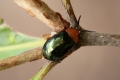 Lamprolina simillima