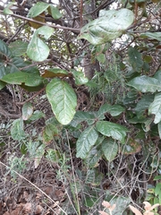 Quercus costaricensis