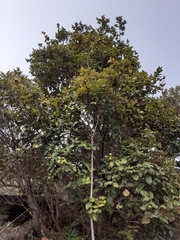 Quercus costaricensis