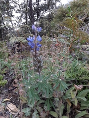 Lupinus costaricensis