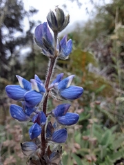 Lupinus costaricensis