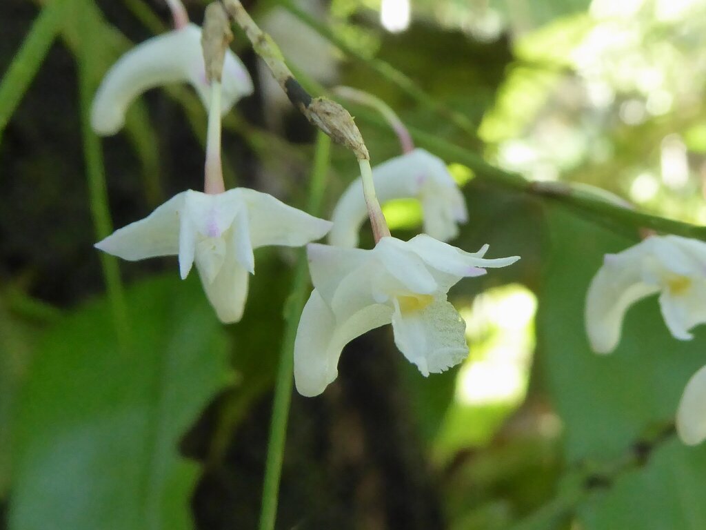 Dendrobium setifolium Ridl. 4