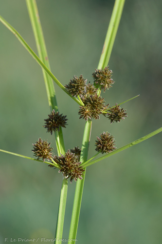 Cyperus difformis