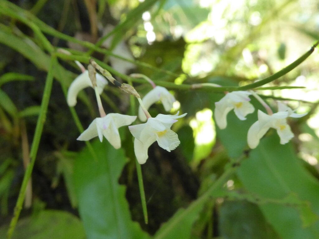 Dendrobium setifolium Ridl. 2